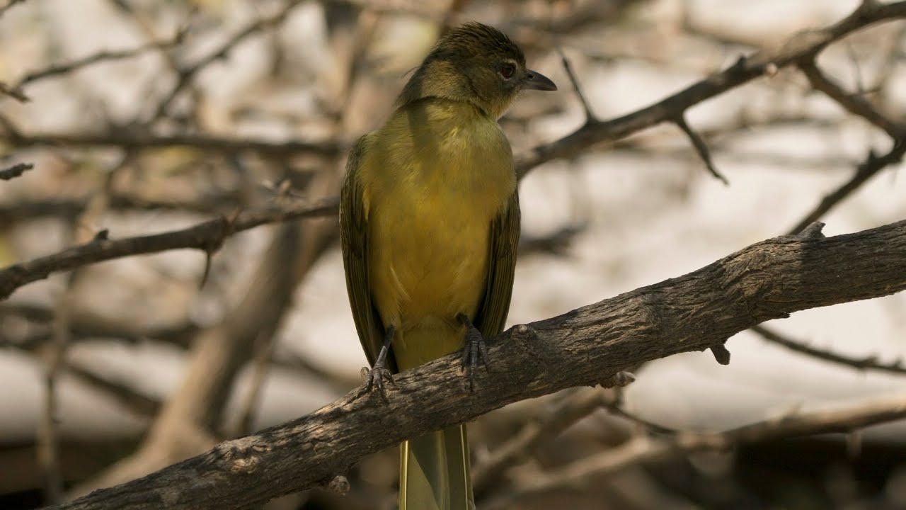 Yellow-bellied Greenbul call 