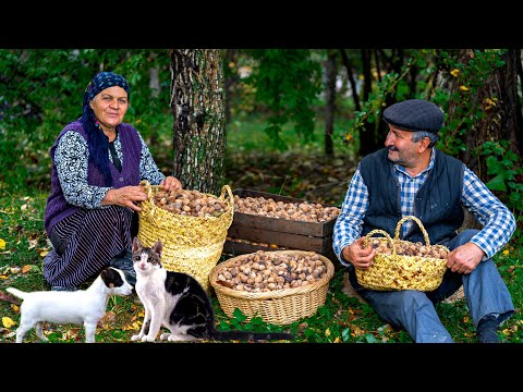 Video: Walnut ja sycamore-uunin muotoilu Nautiluksen täydelliset osuudet