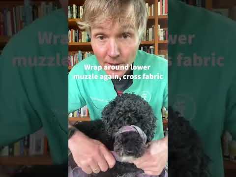 Video: Faceți Muzzles de câine un rau rău?