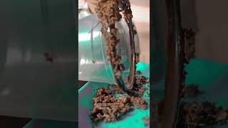 Cómo Hacer Malteadas A La Plancha?