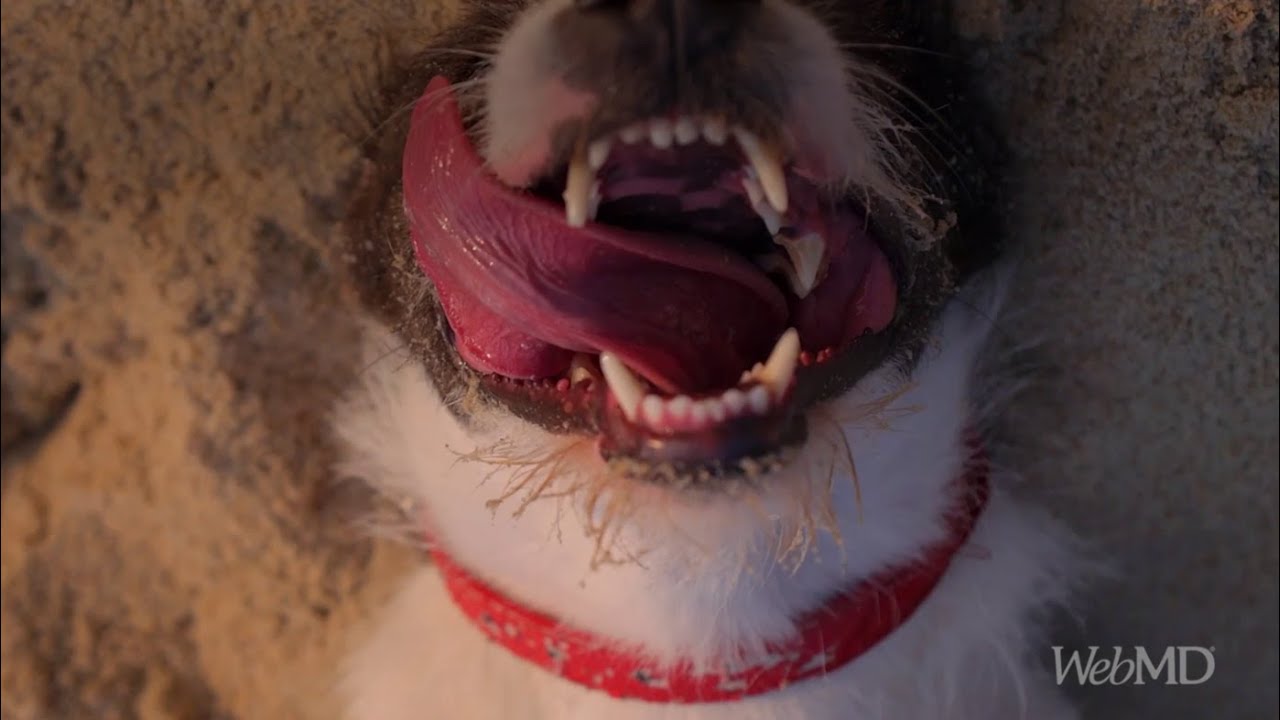 Heatstroke in dogs