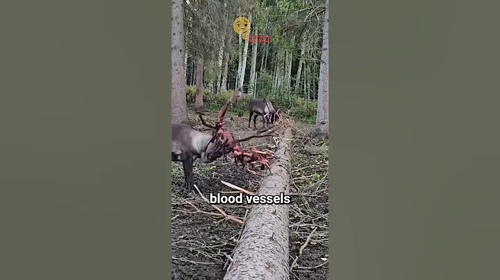 Why Do Deer Shed Their Antlers Like This? The Truth Will Shock You!