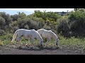 Wild Mustangs of Sand Wash Basin in Colorado Sept. 2019 by Karen King
