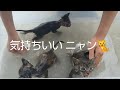 子猫達の初めてのお風呂体験