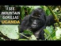 I SEE MOUNTAIN GORILLAS IN UGANDA!