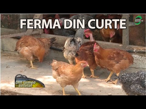 Video: Cum Să Deschizi O Fermă țărănească