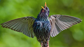SUPER STARLING