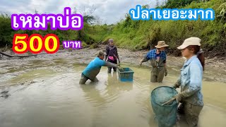 เหมาบ่อ 500บาท ปลาตัวใหญ่เยอะมาก คุ้มเกินราคาจริงๆ | Ep.001