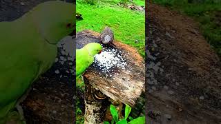 Birds with a squirrel#nature#animals#@A7A7MMk