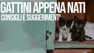 Gattini Appena Nati, Consigli e Suggerimenti by Funny Pets 285 views 1 year ago 5 minutes, 1 second