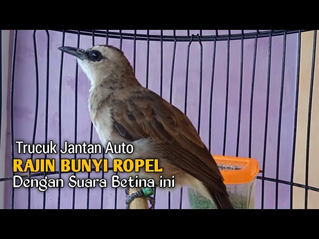 Trucuk BETINA Memanggil Jantan Super CEREWET Birahi TERCEPAT Jadikan trucukan Gacor ropel panjang class=