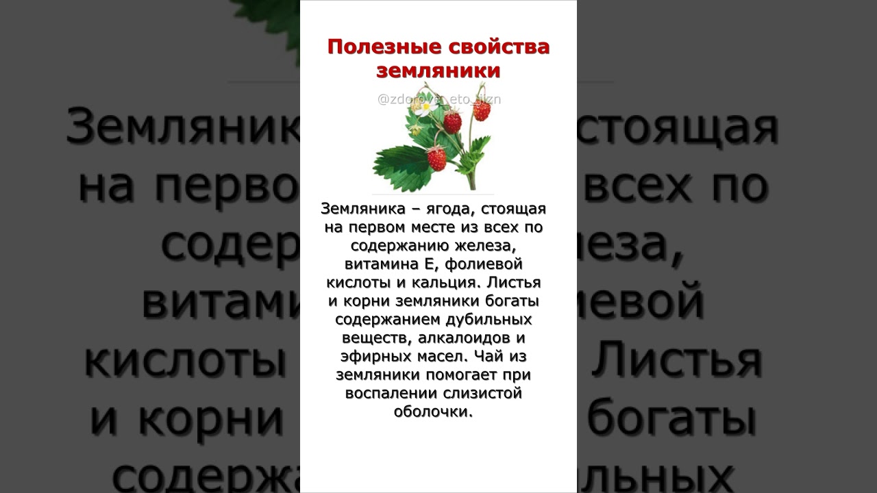 Полезные свойства земляники