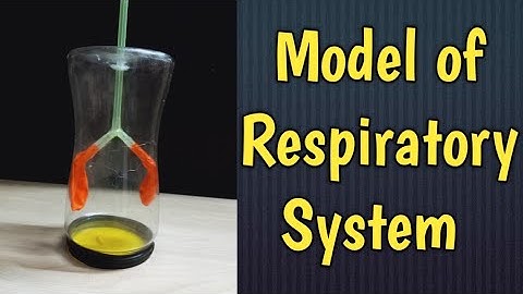 working Model of Respiratory System/Lungs Model with balloon/school Science project /Kansal Creation