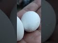 Kabutar breeding tips #shorts #pigeon #birds