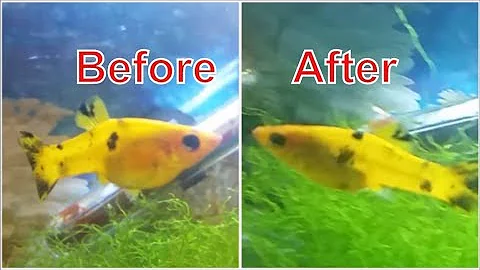 Female molly before and after giving birth - How to know when molly fish will give birth