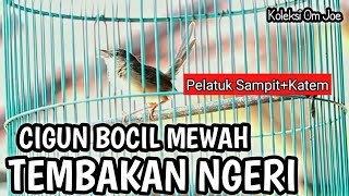 CIGUN GACOR FULL ISIAN TEMBAKAN PELATUK SAMPIT / BERAS KAPAS TEMBAK NGEBREN, KOLEKSI OM JO JANGKRIK