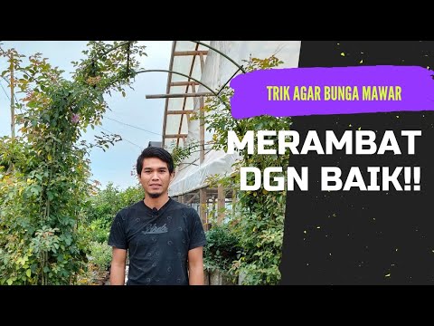 Video: Mawar panjat - dekorasi taman