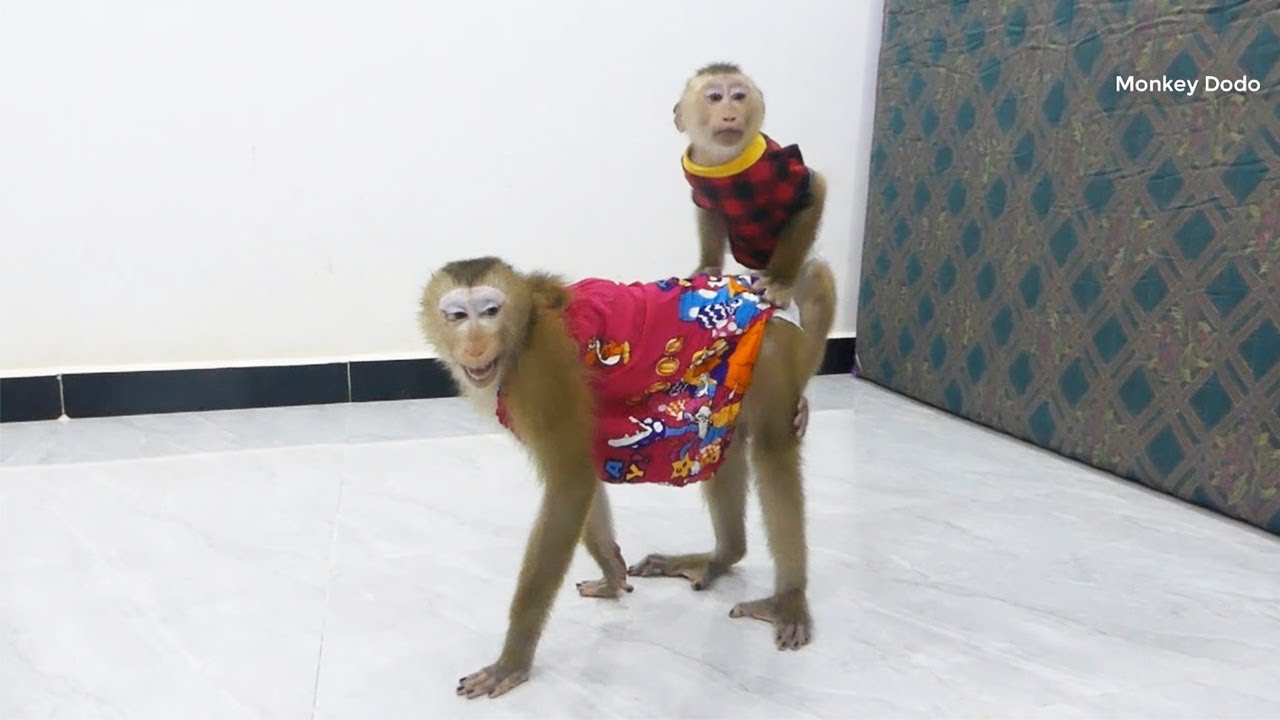 Moly Happy To Play Fun & Ride On Mori Like Mothership