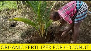 How to increase growth of Coconut tree / Best fertilizer for Coconut tree Coconut Farming