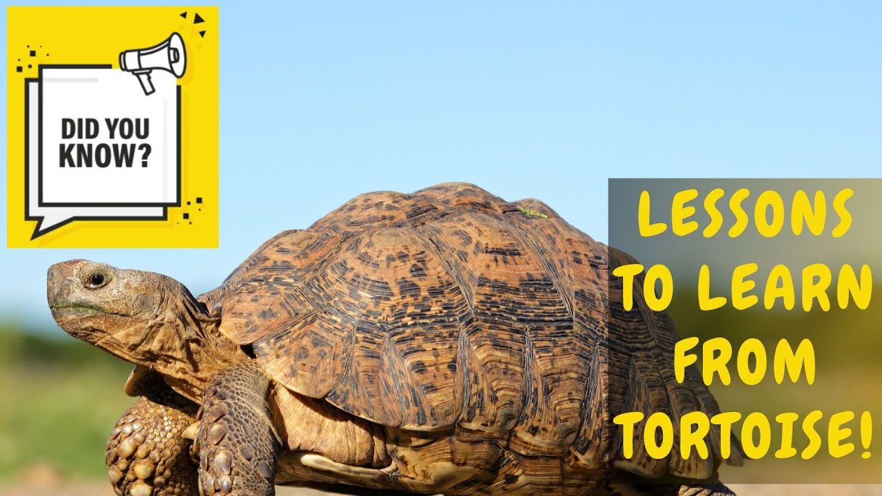 did-you-know-lessons-to-learn-from-turtle-tortoise-youtube