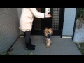 ヨークシャーテリア ♀ 10歳 Happyちゃん【おやつVSネクスガード】