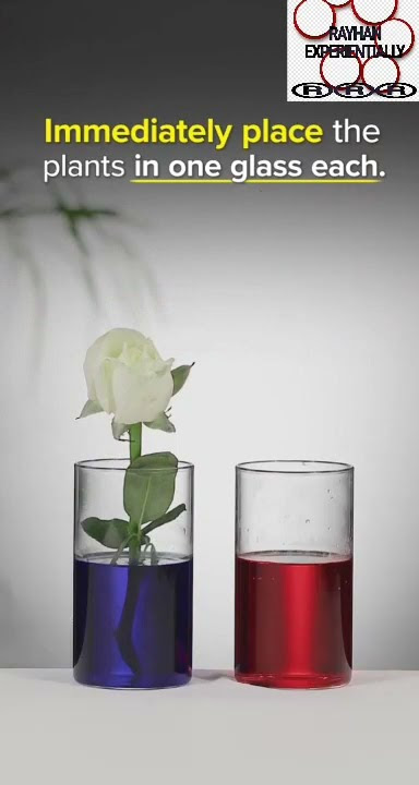 Plant Absorb Water. #plants #mayajaal #scienceexperiment