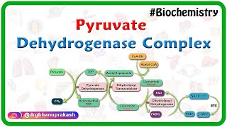 Pyruvate dehydrogenase complex ( Animation ) - Mechanism , Regulation and inhibitors : USMLE Step 1