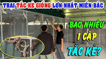 TRANG TRẠI TẮC KÈ GIỐNG LỚN NHẤT MIỀN BẮC BÁO GIÁ CON GIỐNG TẮC KÈ NĂM 2025 | ĐI LÊN TỪ LÀNG