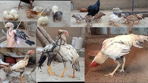 Pakistani Aseel Chicks Growing Day 1 To 300 Days Old || Chik to Roster