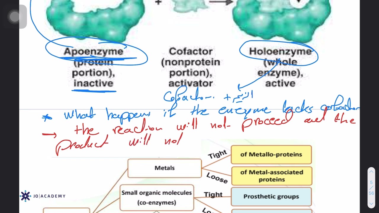 Biochemistry enzymes part 3 -  regulation of enzymatic reactions د. حمزة طراد