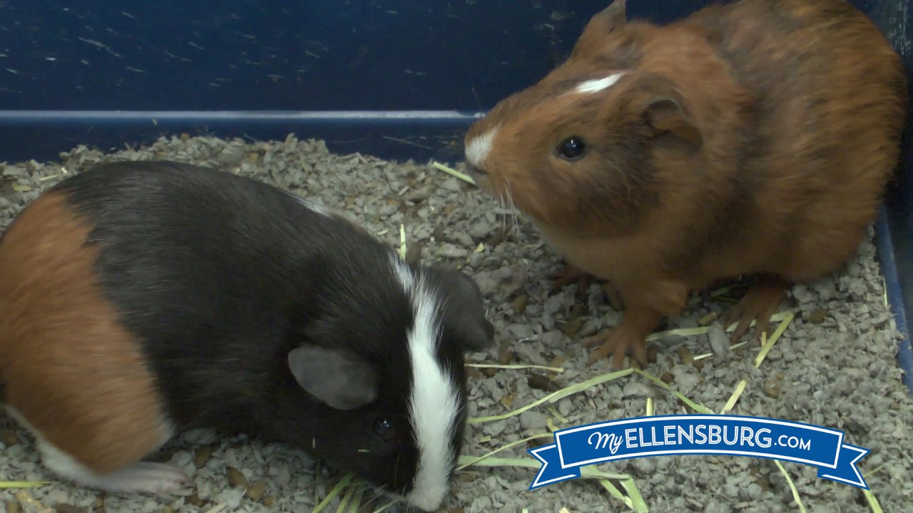 Ellensburg Pet Center Presented by YouTube