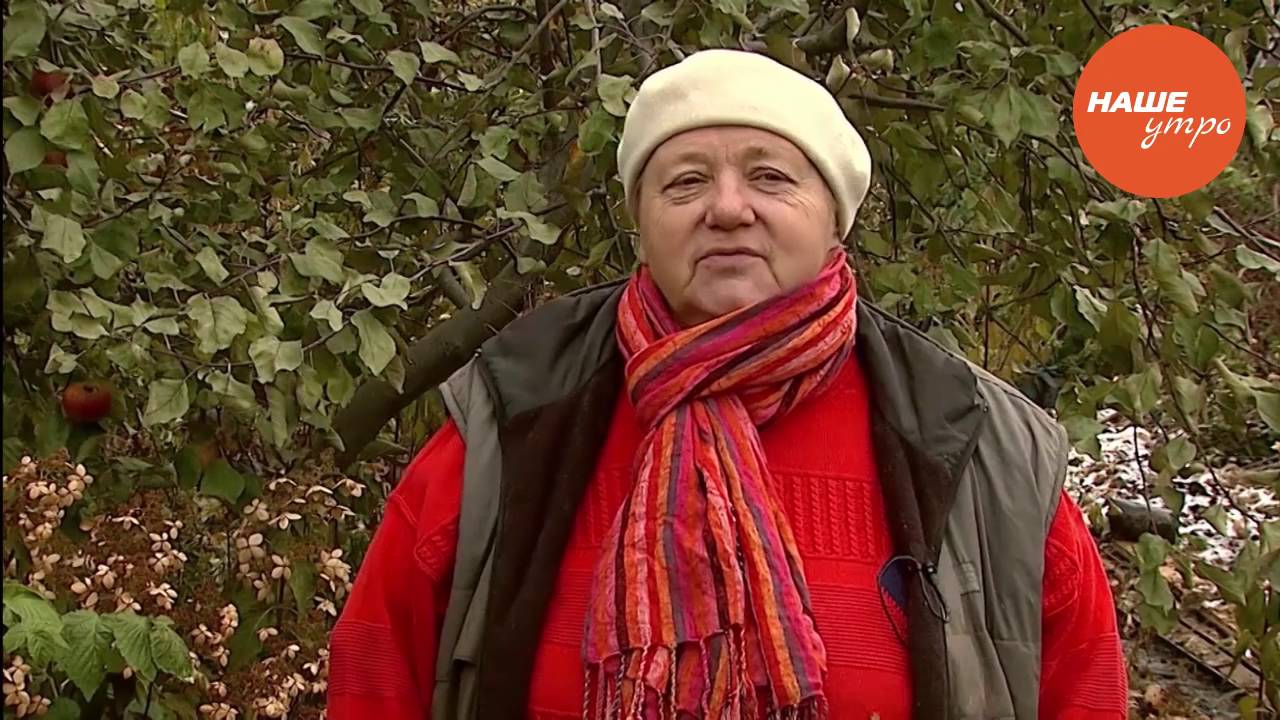 Размножаем черноплодную рябину