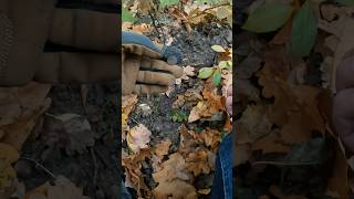 Что за монета ? #металлоискатель #клад #коп