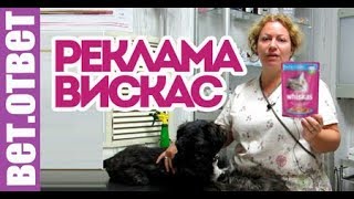 Почему я рекламирую ВИСКАС?! Кастрация без наркоза. ВетОтвет. Почему я рекламирую ВИСКАС?! Кастрация без наркоза. ВетОтвет.