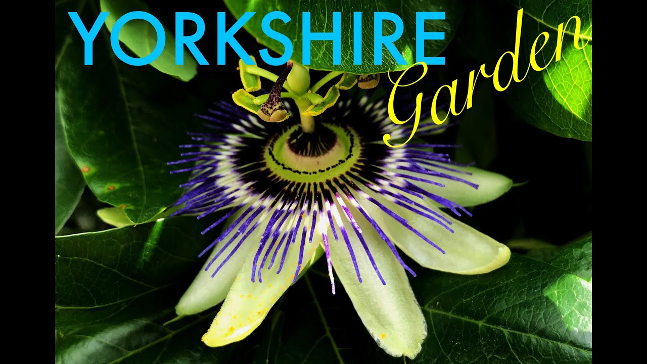 2 TAKING CUTTINGS FROM MY PASSION FLOWER VINE YouTube