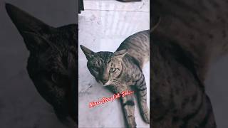 😿 Minno’s Sad Eyes Broke Our Hearts 💔🐾 | Stray Cat Emotional Moment