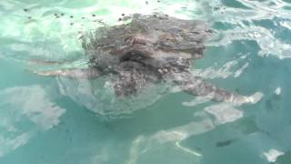 Turtle Farm Relaxation 2