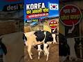 🔥 Korea Ki Super Cow Dekho! 🐄🇰🇷 #shorts #viral #korea #cow #baby