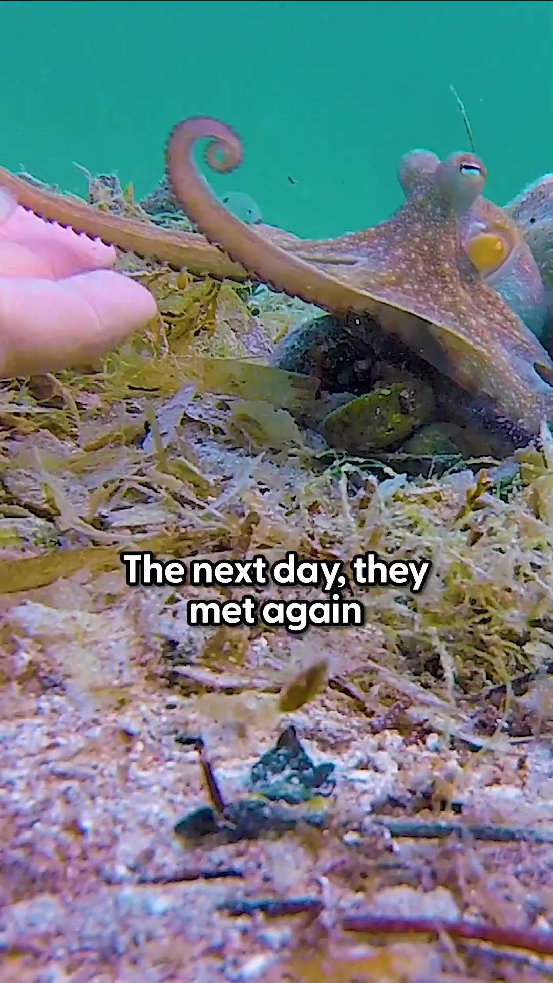 Tiny Octopus Befriends Diver Who Visits Him Everyday | The Dodo