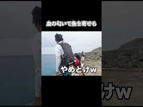 魚市場の廃材を海に撒いて大物を呼び寄せる#釣り#沖縄#南大東島#fishing