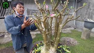 Cara menghilangkan kutu putih dan membersihkan jamur pada batang adenium