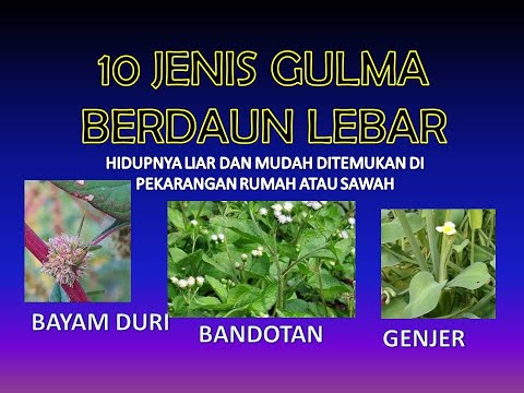 Video: Pengendalian Gulma Beludru - Cara Menyingkirkan Tanaman Daun Beludru