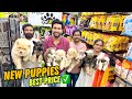 New puppies cheapest dog shop  pet shop in hyderabad