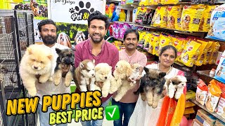 New Puppies Cheapest Dog Shop | Pet Shop in Hyderabad