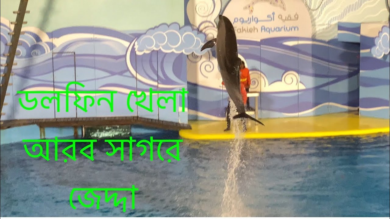 Dolphins playing Arob see Jeddah,ডলফিন খেলা আরব সাগর জেদ্দায়..॥
