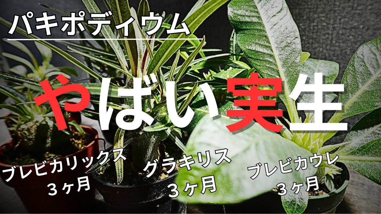 【パキポディウム実生】成長を爆速させて太らせる肥大化育成を配信します。