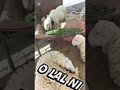 Chand Raat Mubarak💌full qurbani allhamdulilah 🎊
