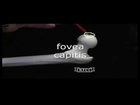 Video: Fovea Capitis: Delovanje, Poškodbe, Zdravljenje In Drugo