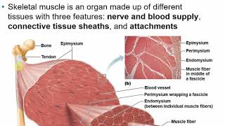 2113 Chapter 9 Muscles and Muscle Tissue Part A