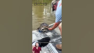 Báo đốm tấn công khiến cá sấu hoảng loạn. #shortvideo #shorts  #thegioidongvat.